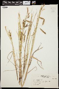 Carex paleacea image