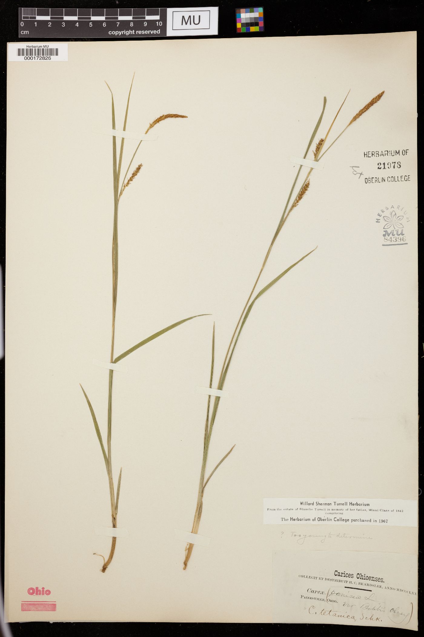 Carex panicea image