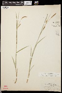 Carex panicea image