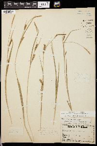 Carex panicea image