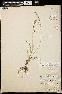 Carex panicea image