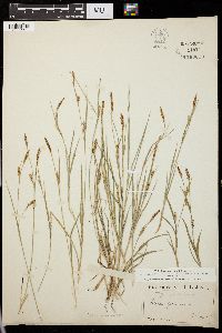 Carex panicea image