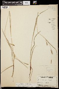 Carex panicea image