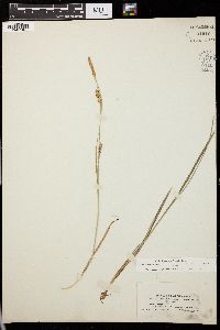 Carex panicea image