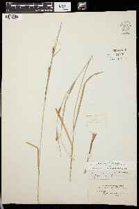 Carex panicea image