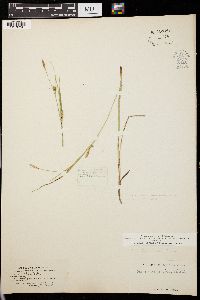 Carex panicea image