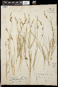 Carex panicea image