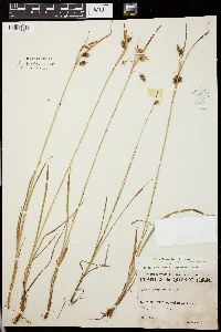 Carex paupercula image