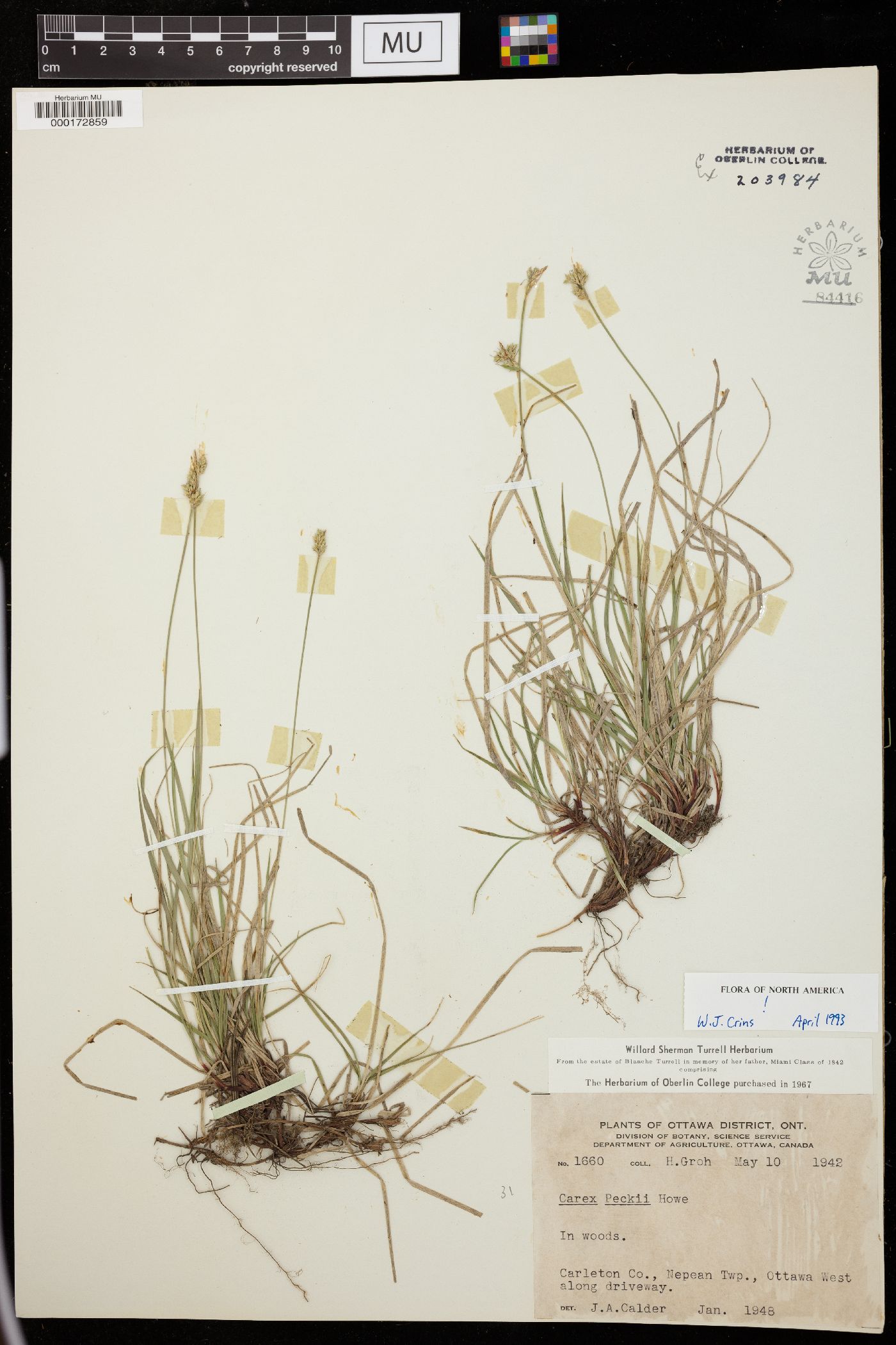 Carex peckii image
