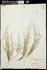 Carex peckii image