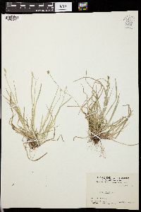 Carex peckii image