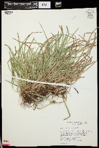 Carex pedunculata image