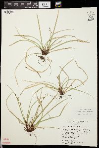 Carex pedunculata image