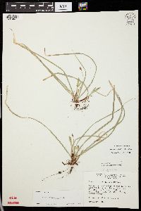 Carex pedunculata image