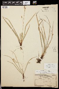 Carex pedunculata image