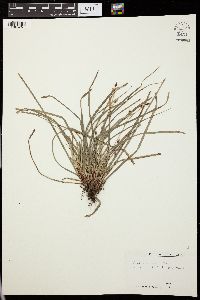 Carex pedunculata image