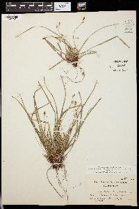 Carex pedunculata image