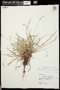 Carex pedunculata image