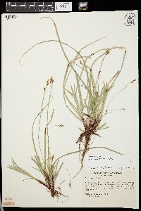 Carex pedunculata image