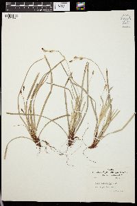 Carex pedunculata image