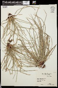 Carex pedunculata image