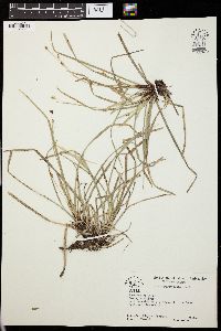 Carex pedunculata image