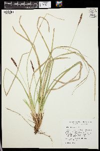 Carex picta image