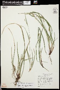 Carex planispicata image