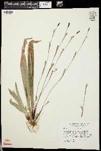 Carex plantaginea image