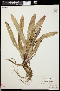 Carex plantaginea image