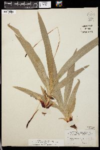 Carex plantaginea image