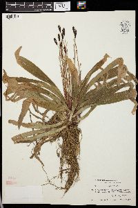 Carex plantaginea image