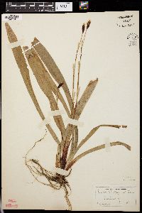 Carex plantaginea image