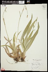 Carex platyphylla image