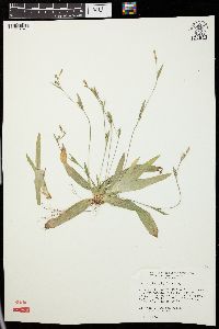 Carex platyphylla image