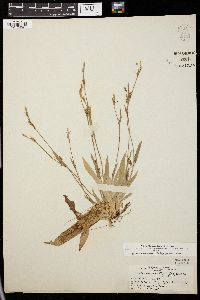 Carex platyphylla image