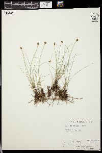 Carex praegracilis image