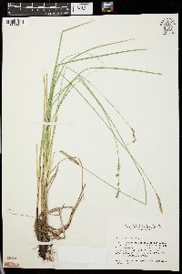 Carex prairea image