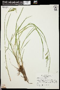 Carex prasina image