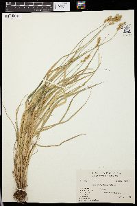 Carex projecta image