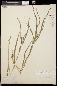 Carex montana image