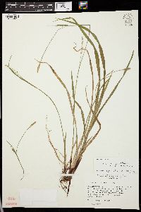 Carex purpurifera image