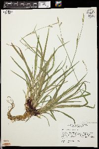 Carex purpurifera image