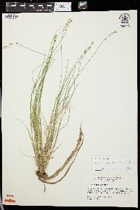 Carex radiata image