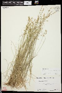 Carex radiata image