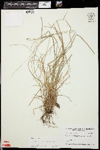 Carex radiata image