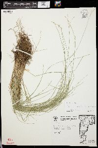 Carex radiata image