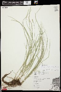 Carex radiata image