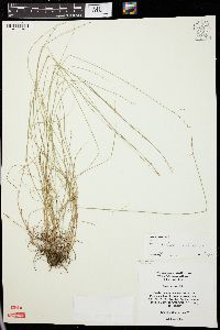 Carex radiata image