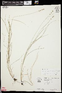 Carex radiata image